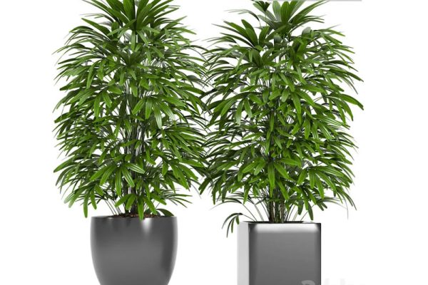 针叶树植物盆栽3D模型