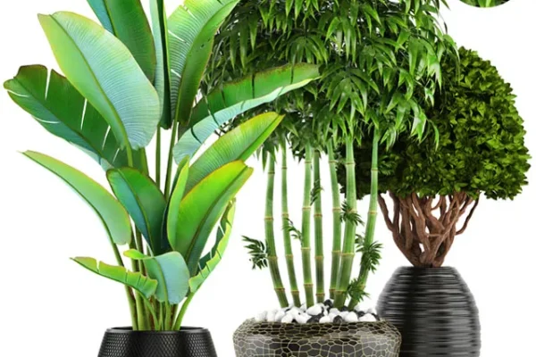 PLANT SET 绿色盆栽植物3D模型